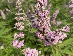 Pink Pinnacle Vitex, Vitex Agnus-Castus
Shutterstock.com
New York, NY