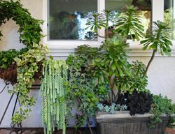 Plant Containers On Patio
Garden Design
Calimesa, CA