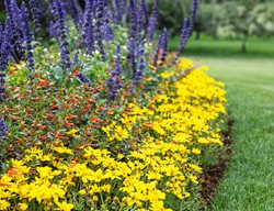 Pollinator Planting With Bidens
Proven Winners
Sycamore, IL