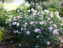 Polly Petite Rose Of Sharon, Hibiscus 
Proven Winners
Sycamore, IL