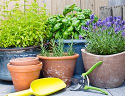 Potted Lavender In Herb Garden
Shutterstock.com
New York, NY