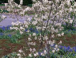 Princess Diana Amelanchier, Amelanchier X Grandiflora
Millette Photomedia
