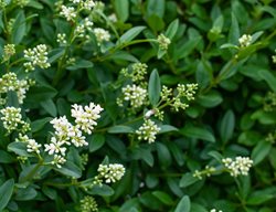 Privet Shrub, Ligustrum
Shutterstock.com
New York, NY