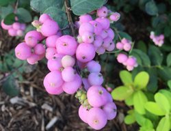 Proud Berry Coralberry, Symphoricarpos
Proven Winners
Sycamore, IL