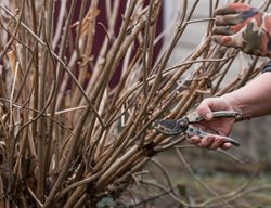 Pruning Dormant Shrub
Shutterstock.com
New York, NY