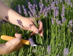 Pruning Lavender
Shutterstock.com
New York, NY