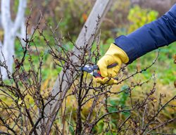 Pruning Shrub
Shutterstock.com
New York, NY