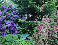 Purple And Pink Garden Shrubs
Garden Design
Calimesa, CA