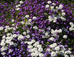 Purple And White Rock Cress, Aubretia
Shutterstock.com
New York, NY