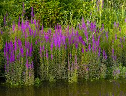 Purple Loosestrife, Lythrum Salicaria
Shutterstock.com
New York, NY