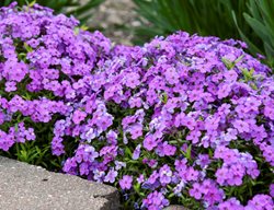 Purple Sprite Phlox, Phlox Hybrid
Proven Winners
Sycamore, IL