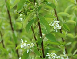 Rainbow Pillar Amelanchier, Amelanchier Canadensis 'glenn Form'
Shutterstock.com
New York, NY