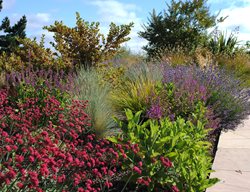 Red Buckwheat
Garden Design
Calimesa, CA