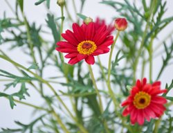 Red Marguerite Daisy, Argyranthemum Frutescens
Shutterstock.com
New York, NY