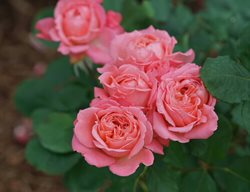 Reminiscent Coral Rose, Rose Hybrid
Proven Winners
Sycamore, IL