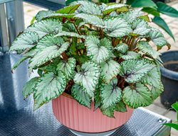 Rex Begonia, Begonia Rex-Cultorum
Shutterstock.com
New York, NY