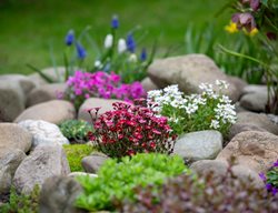 Rock Garden Plants
Shutterstock.com
New York, NY