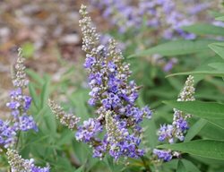 Rock Steady Vitex Flower, Vitex Flower
Proven Winners
Sycamore, IL