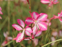 Rosy Jane Gaura, Gaura Lindheimeri
Shutterstock.com
New York, NY