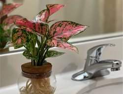 Ruby Crab Chinese Evergreen, Aglaonema
Proven Winners
Sycamore, IL