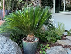 Sago Palm
Garden Design
Calimesa, CA