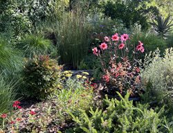 Salvia And Dahlias
Garden Design
Calimesa, CA