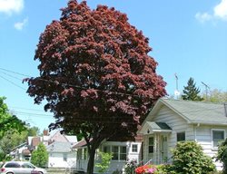 Samurai Sword Japanese Maple, Acer Palmatum
Proven Winners
Sycamore, IL