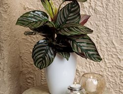 Sanderiana Calathea, Calathea Ornata, Pinstripe Calathea
Proven Winners
Sycamore, IL