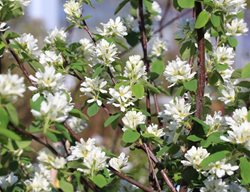 Saskatoon Serviceberry, Amelanchier Alnifolia
Shutterstock.com
New York, NY