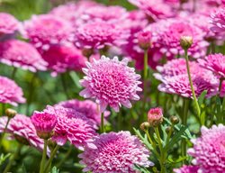 Sassy Double Pink Marguerite Daisy, Argyranthemum Frutescens
Shutterstock.com
New York, NY