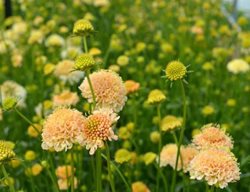 Scabiosa 'fata Morgana'
Garden Design
Calimesa, CA