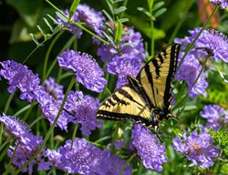 Scabiosa Flower And Butterfly, Western Tiger Swallowtail Butterfly
Shutterstock.com
New York, NY