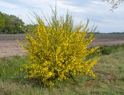 Scotch Broom, Cytisus Scoparius
Shutterstock.com
New York, NY