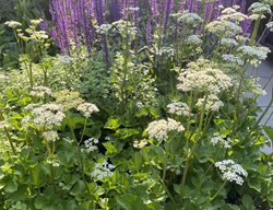 Scottish Lovage
Fieldwork Design Group
IL