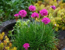 Sea Thrift, Armeria Maritima
Shutterstock.com
New York, NY