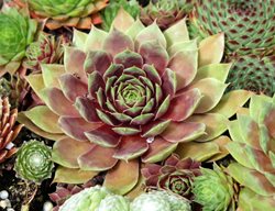 Sempervivum, Houseleek, Hens And Chicks
Shutterstock.com
New York, NY