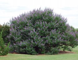 Shoal Creek Vitex, Vitex Agnus-Castus
Millette Photomedia
