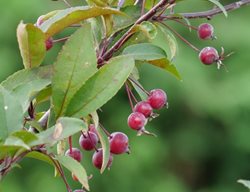 Show Time Crabapple Fruit, Malus
Proven Winners
Sycamore, IL