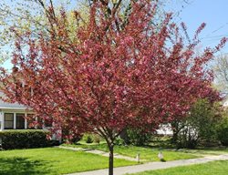 Show Time Crabapple, Malus
Proven Winners
Sycamore, IL