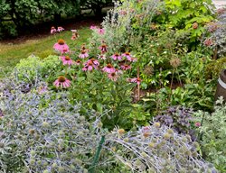 Shrub And Perennial Planting
Garden Design
Calimesa, CA