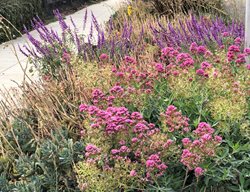 Sidewalk Planting
Garden Design
Calimesa, CA