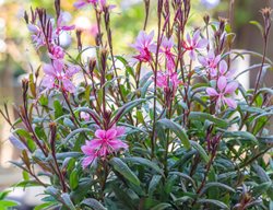 Siskiyou Pink Gaura, Gaura Lindheimeri
Shutterstock.com
New York, NY