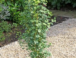 Skinny Fit Ginkgo, Ginkgo Biloba, Columnar Ginkgo
Proven Winners
Sycamore, IL