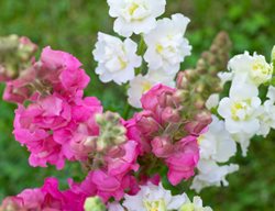 Snapdragon Flowers
Shutterstock.com
New York, NY