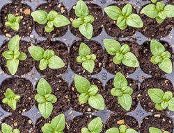 Snapdragon Seedlings
Shutterstock.com
New York, NY