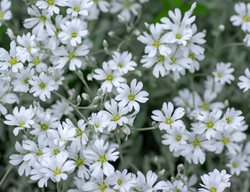 Snow In Summer, Cerastium Tomentosum
Shutterstock.com
New York, NY