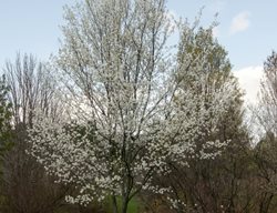 Snowcloud Amelanchier, Amelanchier Laevis
Millette Photomedia
