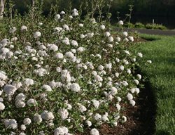 Spice Baby Viburnum, Viburnum Carlesii
Proven Winners
Sycamore, IL