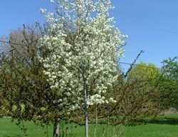 Spring Glory Serviceberry, Amelanchier Canadensis
Proven Winners
Sycamore, IL