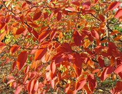 Spring Glory Serviceberry Fall Leaves, Amelanchier
Proven Winners
Sycamore, IL